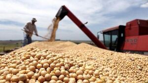 Mercosur pierde 19 millones de toneladas de soja en últimos 60 días y el precio sube