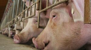 Exportación paraguaya de carne de cerdo aumentó 138,6% en 2021