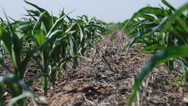 MENOR PRODUCCIÓN POR LA SEQUÍA PRESIONARÁ A LA INFLACIÓN - Itapúa Noticias