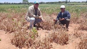 Sequía dejó millonarias deudas a productores de San Pedro - Nacionales - ABC Color