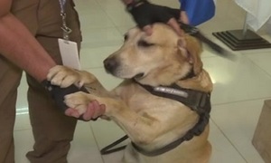 Perros entrenados para detección de drogas - SNT