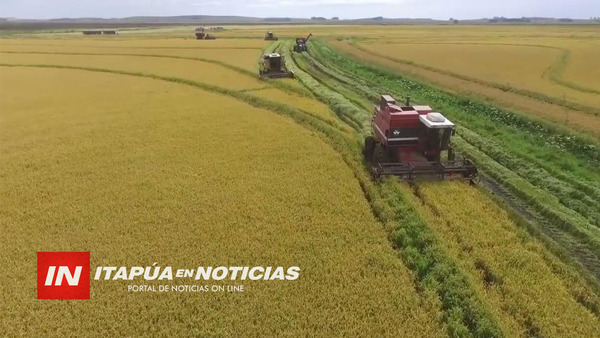 PRODUCCIÓN DE ARROZ ES OTRO SECTOR AFECTADO POR LA SEQUÍA - Itapúa Noticias