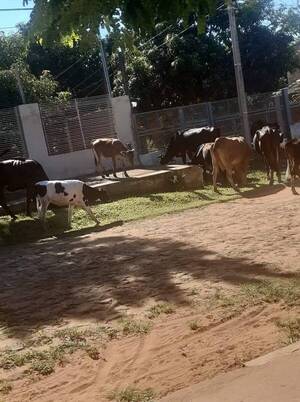 Crónica / Salen a cazar a las "vacas lolas" gua'i