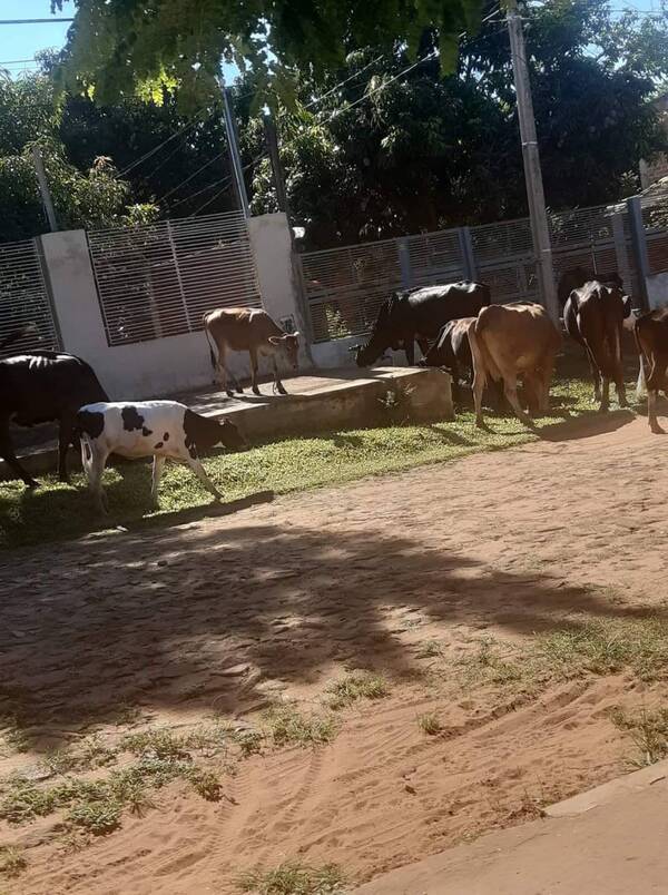 Crónica / Salen a cazar a las "vacas lolas" gua'i
