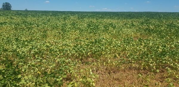 Piden auxilio para productores afectados por la sequía en Alto Paraná - ABC en el Este - ABC Color