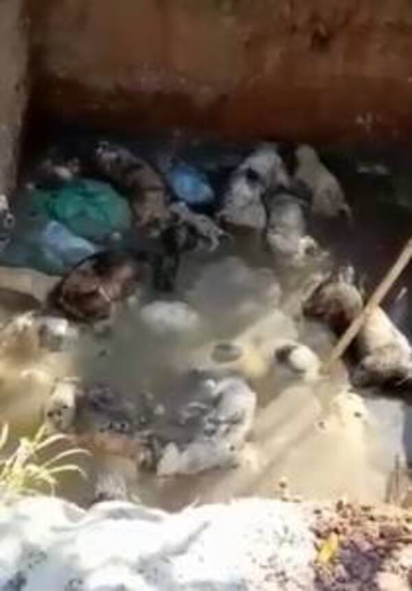 Crónica / [VIDEO] Macabro hallazgo en una fosa: varios perritos fueron encontrados muertos