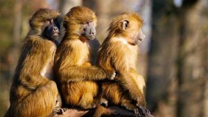 Monos robaron un bebé de dos meses y lo ahogaron en un tanque de agua