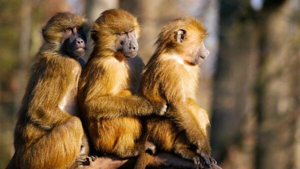 Monos robaron un bebé de dos meses y lo ahogaron en un tanque de agua
