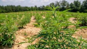 Productos paraguayos con base de cannabis no psicoactivo suman nuevos mercados