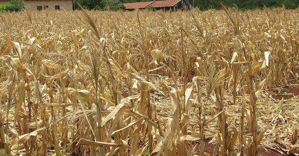 La Nación / Urgen fondo de emergencia y de seguro agrícola