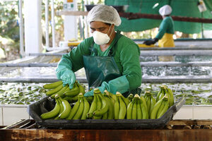 Ministros latinoamericanos se reúnen en un foro virtual de Ecuador sobre el banano - MarketData