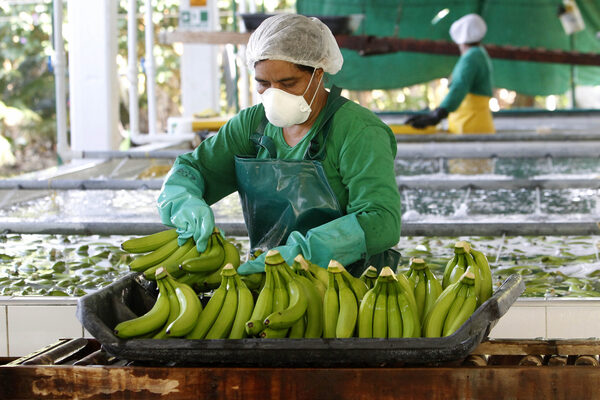 Ministros latinoamericanos se reúnen en un foro virtual de Ecuador sobre el banano - MarketData