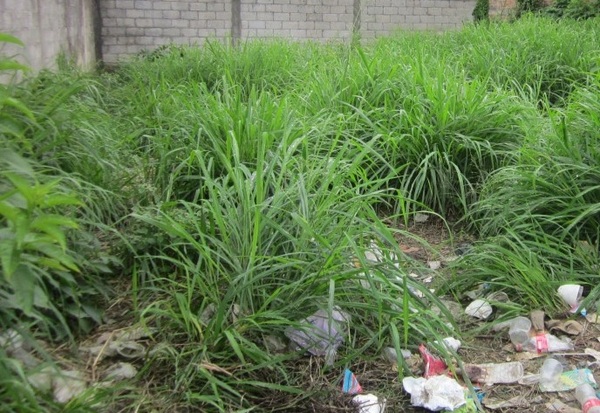 Encontraron una fosa donde eran desechados animales que habían sido rescatados