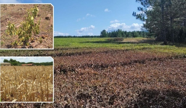 Intendentes del Alto Paraná piden auxilio al Gobierno para productores ante consecuencias de sequía