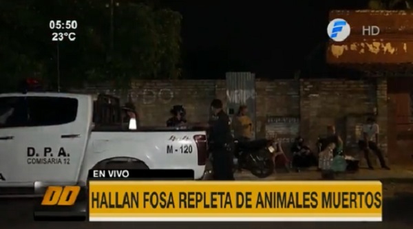 Hallan fosa repleta de perros muertos en el barrio Trinidad