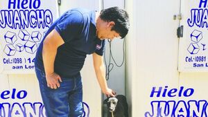 Negra, la perrita herida en el tremendo choque al surtidor
