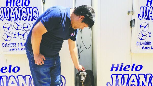Negra, la perrita herida en el tremendo choque al surtidor