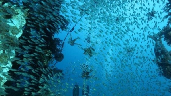 Diario HOY | Los peces rojos pueden conducir en tierra firme, según un estudio israelí
