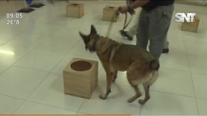 ¡Orgullo Nacional! Las historias de los perros detectores de drogas - SNT