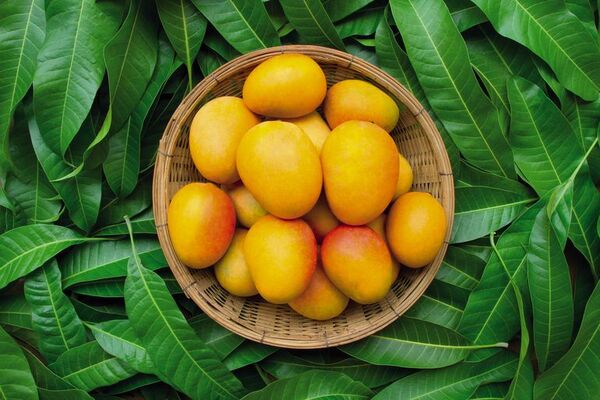 ¿Te gusta el mango? aquí unas recetas frías, deliciosas, y fáciles de hacer - Estilo de vida - ABC Color