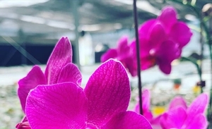 Diario HOY | Kunu'u, la orquídea 100% paraguaya creada con apoyo de Taiwán