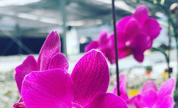 Diario HOY | Kunu'u, la orquídea 100% paraguaya creada con apoyo de Taiwán