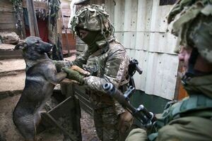 Camaradas peludos: Gatos y perros levantan la moral a los soldados en el frente en Ucrania - Mascotas - ABC Color