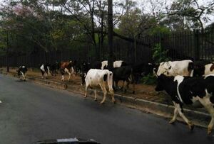  Vacas sueltas: ¿Qué hacer con ellas? Esto decidió un municipio