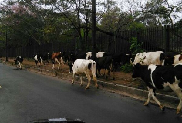 Vacas sueltas: ¿Qué hacer con ellas? Esto decidió un municipio