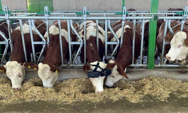 Granjero coloca gafas de RV a sus vacas para que produzcan más leche