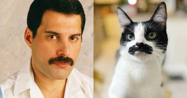La Nación / Viral: una gatita sorprende por su gran parecido con Freddie Mercury