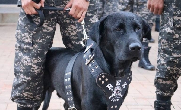 Diario HOY | Rex, el amigo fiel que acompañó a los nuevos agentes del Grupo Lince