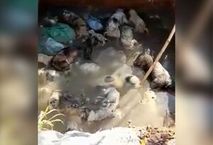 Lamentan forma en que dejaron a animales muertos en una fosa abierta en el barrio Trinidad - Megacadena — Últimas Noticias de Paraguay