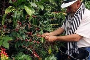 Cae la producción de café en Colombia por segundo año consecutivo