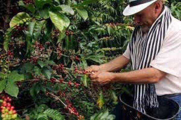 Cae la producción de café en Colombia por segundo año consecutivo