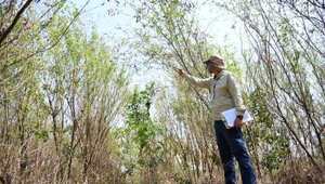Abono verde es ideal para reforestación, según ensayo realizado en parcela experimental de ITAIPU