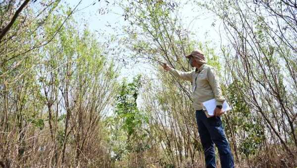 Abono verde es ideal para reforestación, según ensayo realizado en parcela experimental de ITAIPU