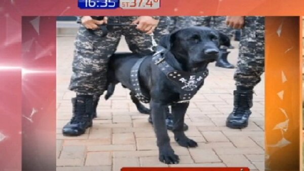 Rex el agente Lince, el can que custodiará a la ciudadanía | Noticias Paraguay