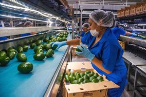 Cerveza, tequila y aguacate, productos mexicanos de mayor demanda en EE.UU. - MarketData