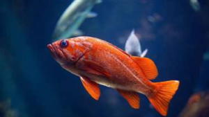 Los peces rojos pueden conducir en tierra firme, según un estudio israelí