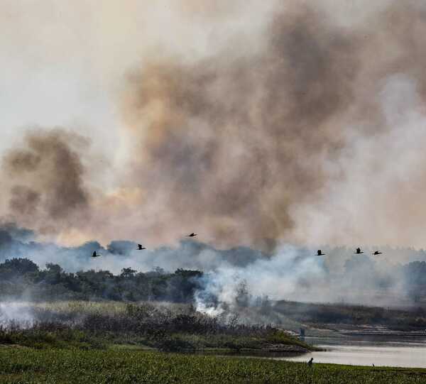 Infona emite recomendaciones para prevenir los incendios forestales - .::Agencia IP::.