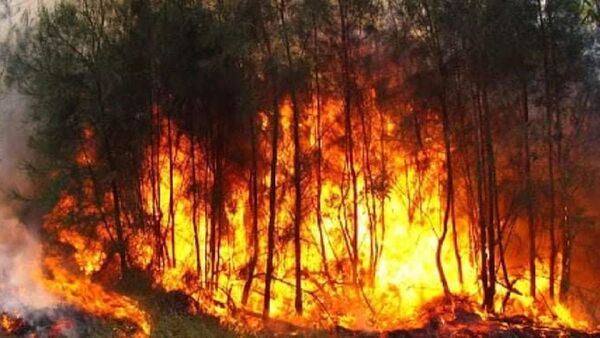 Incendio consume plantaciones y bosque nativo en Natalio