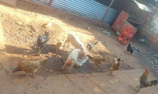 Crónica / Usan "Camba animales" para chulear ¡enero puku!