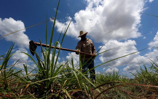 Cuba plantó en 2021 un 70 % del área prevista para caña de azúcar - MarketData