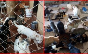 Pone en adopción a más de una decena de gatos ante reclamo de vecinos