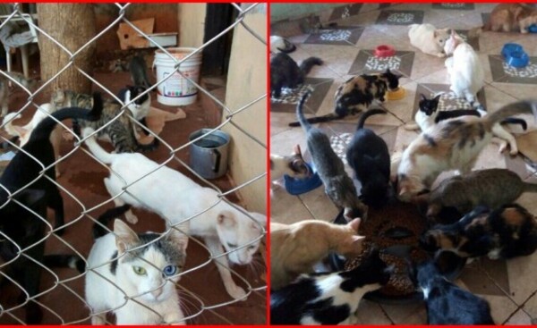 Pone en adopción a más de una decena de gatos ante reclamo de vecinos