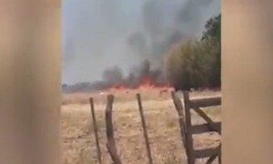 Misiones: 200 animales muertos - C9N