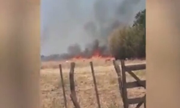 Misiones: 200 animales muertos - C9N