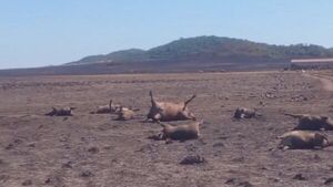 Incendio arrasa con estancias y deja centenares de animales muertos