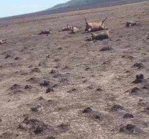 Crónica / Unas 200 vaquitas ya murieron "asadas" por el feroz fuego en Misiones
